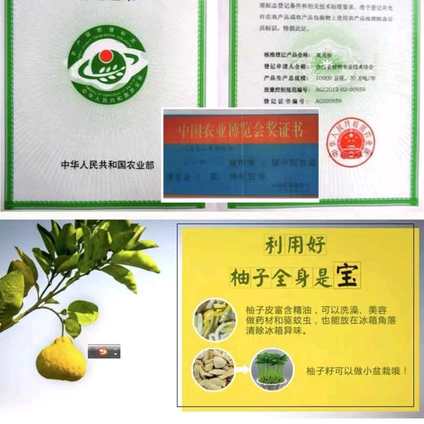 真龙柚子姐