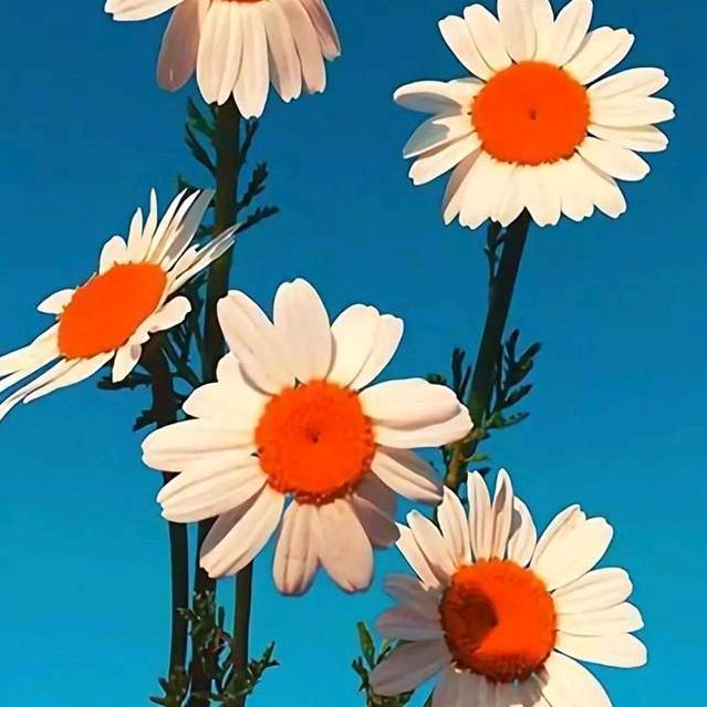 影子比自己美多了