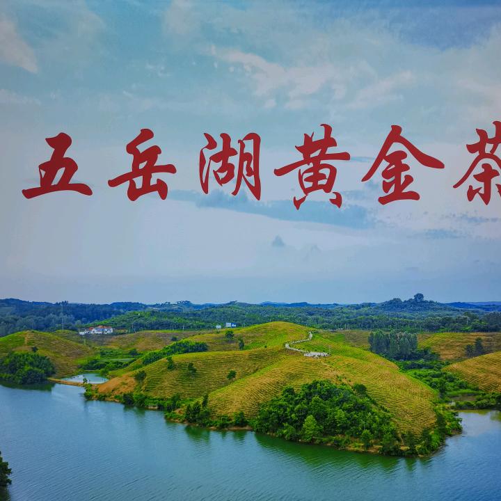 五岳湖茶叶
