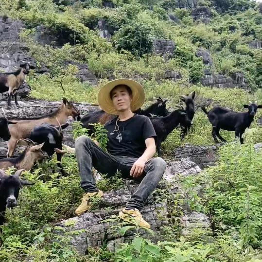 阿韬黑山羊