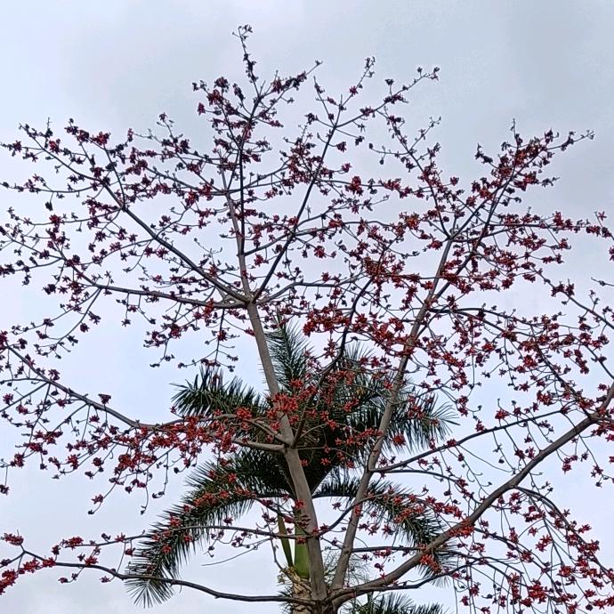 @飘飘(河南)