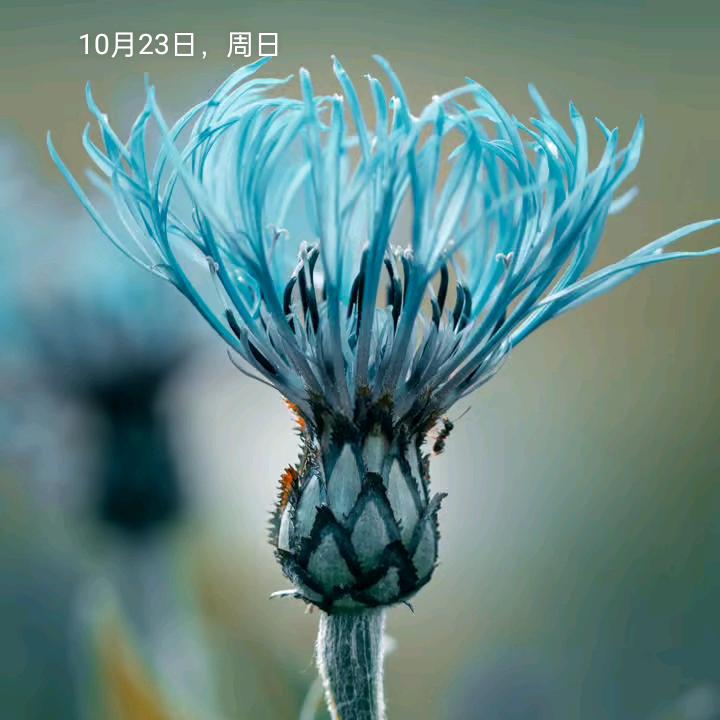 温室里的花朵