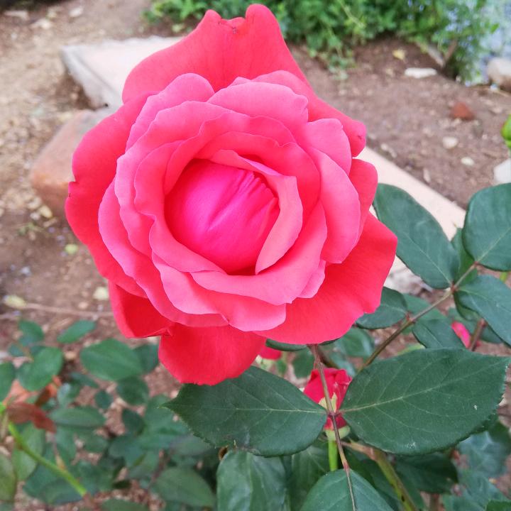 轩轩爱吃猪舌头