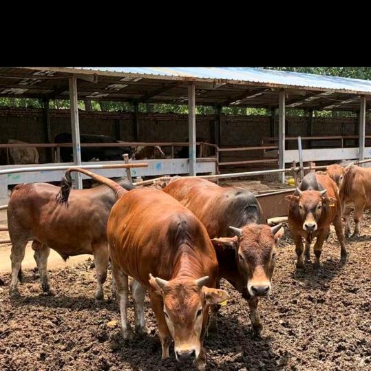 🌈没事放放牛丿🐂🌈