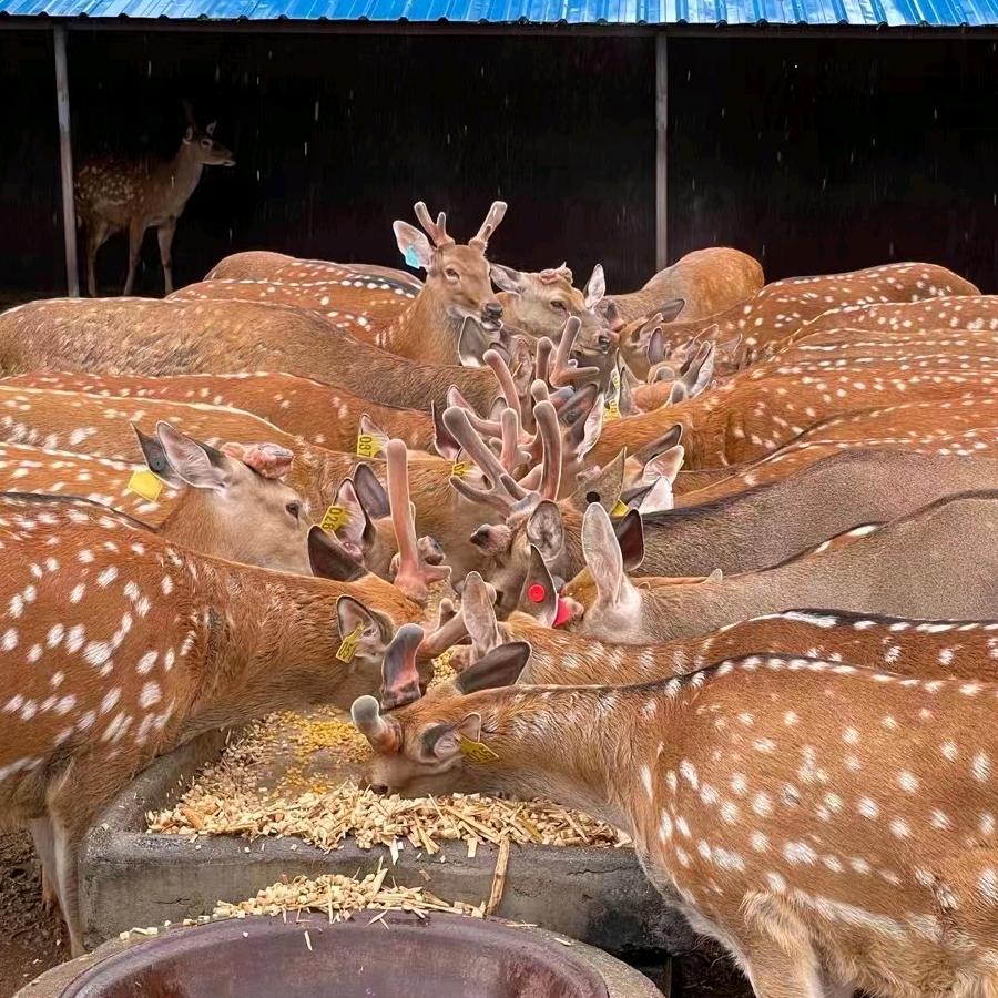 宕昌县宇宇养殖场