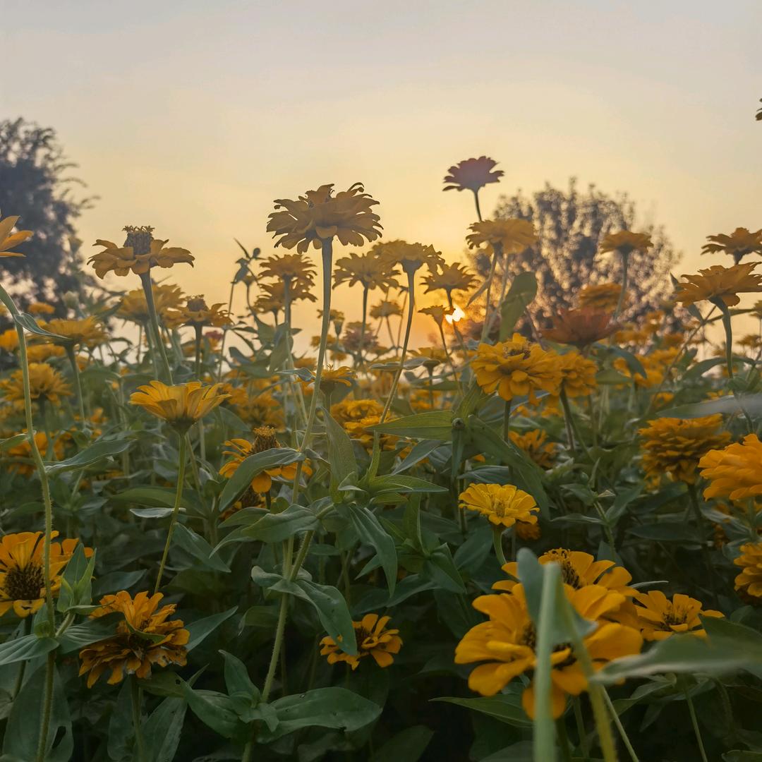 奢莲(民意苑店)