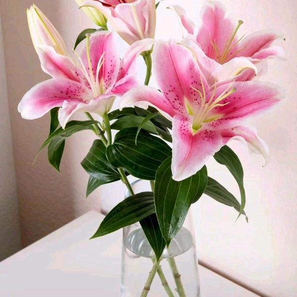 小菊