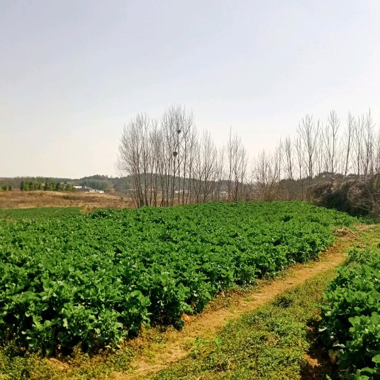 jiang华