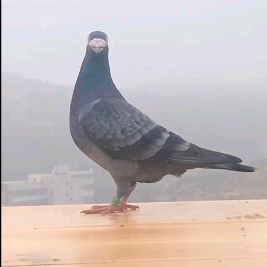 我是
