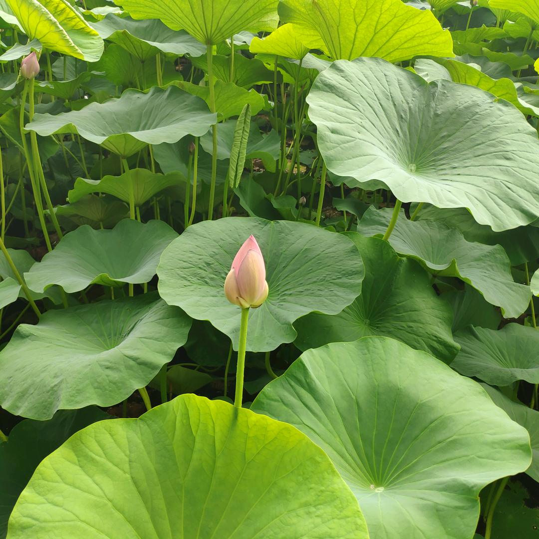 小荷才露尖尖脚