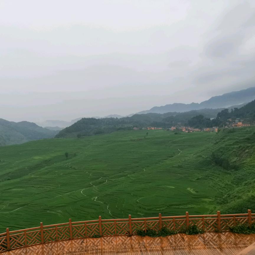 平哥