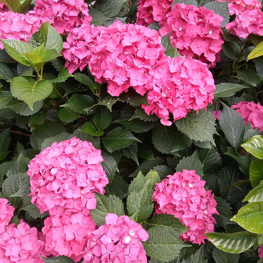 幸福美满。