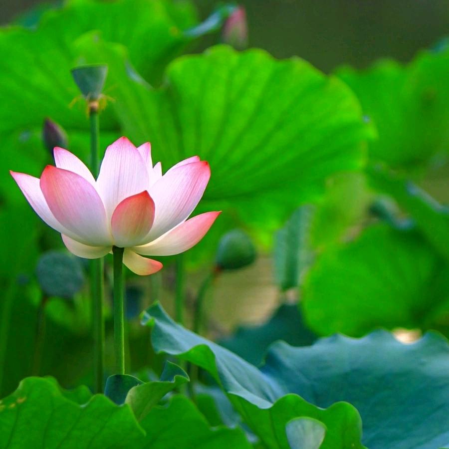 慧心如意