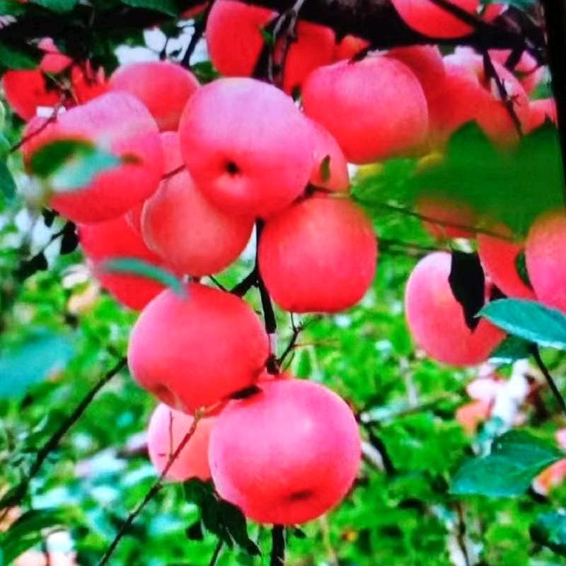 理想。