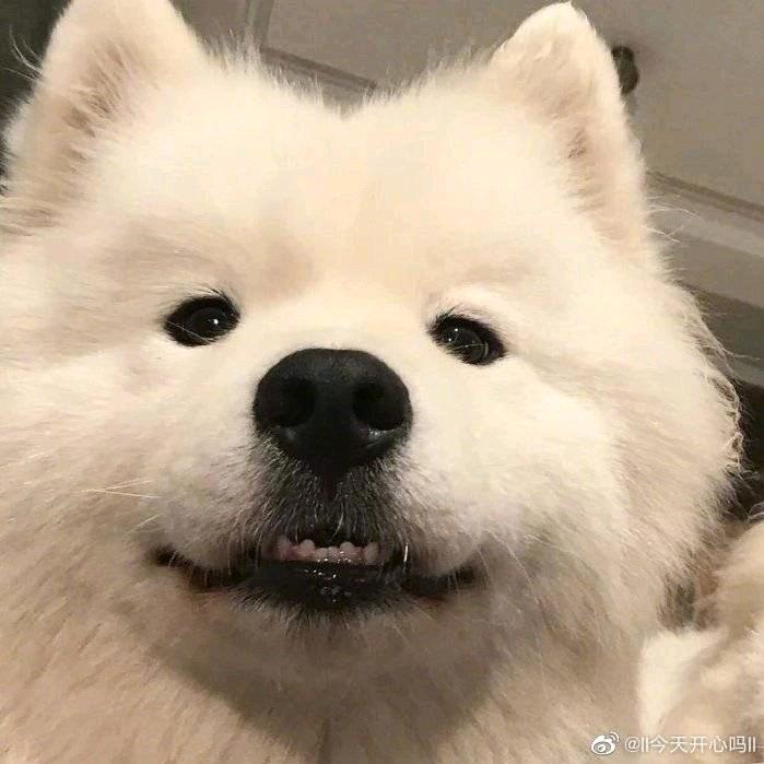 萨摩耶耶拿铁