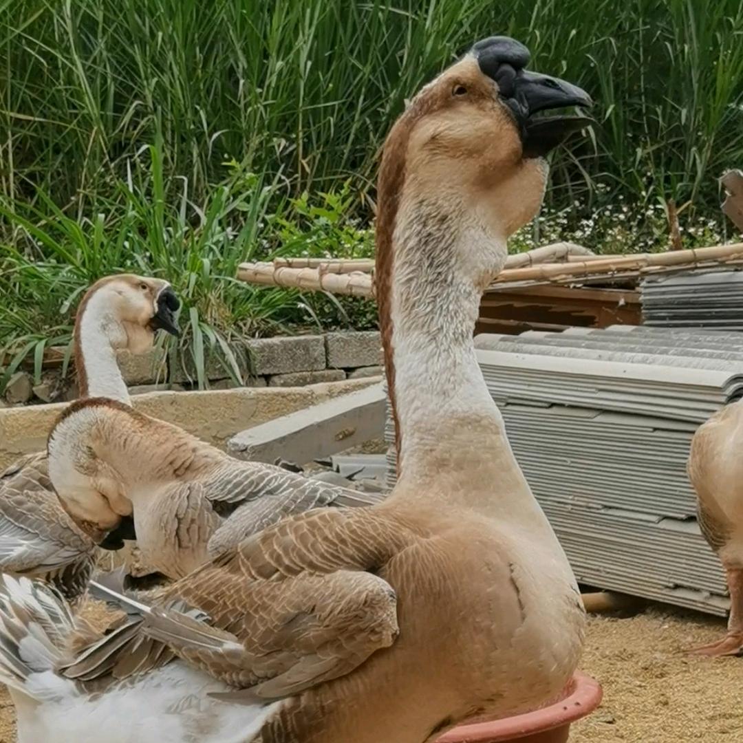 辉记狮头