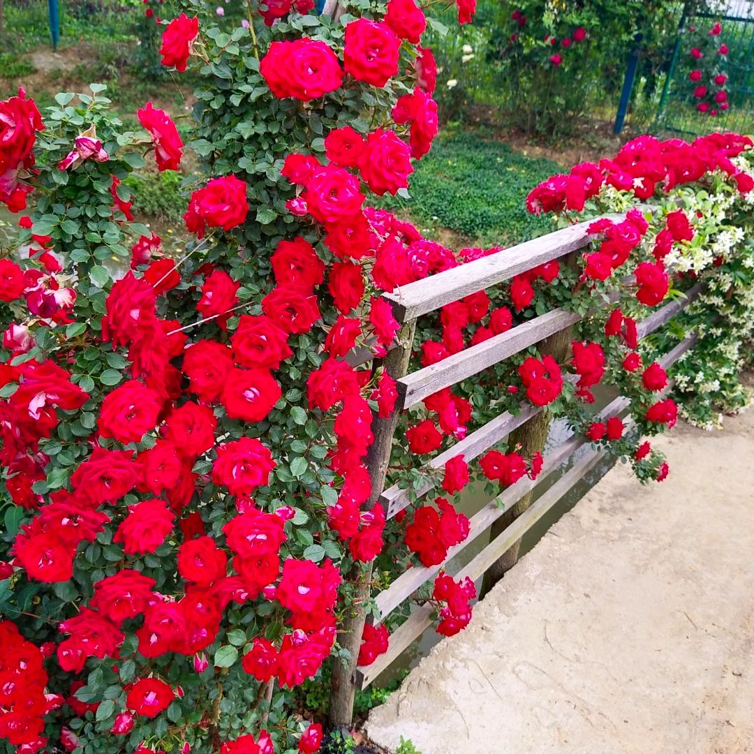 小境园花卉园艺场