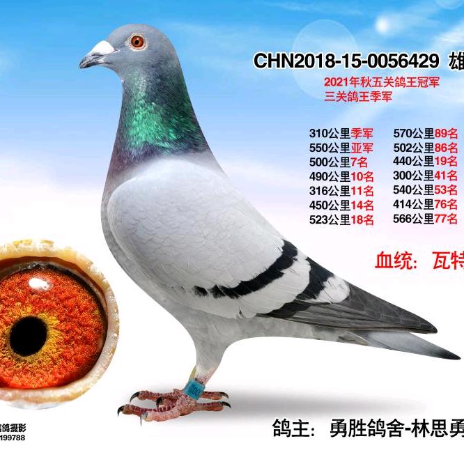 信鸽分享者
