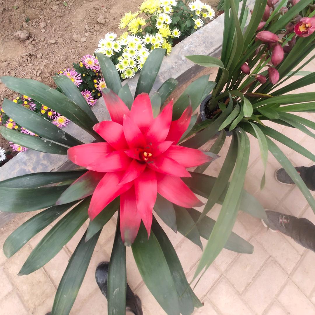 三春鲜肉店，魏魏