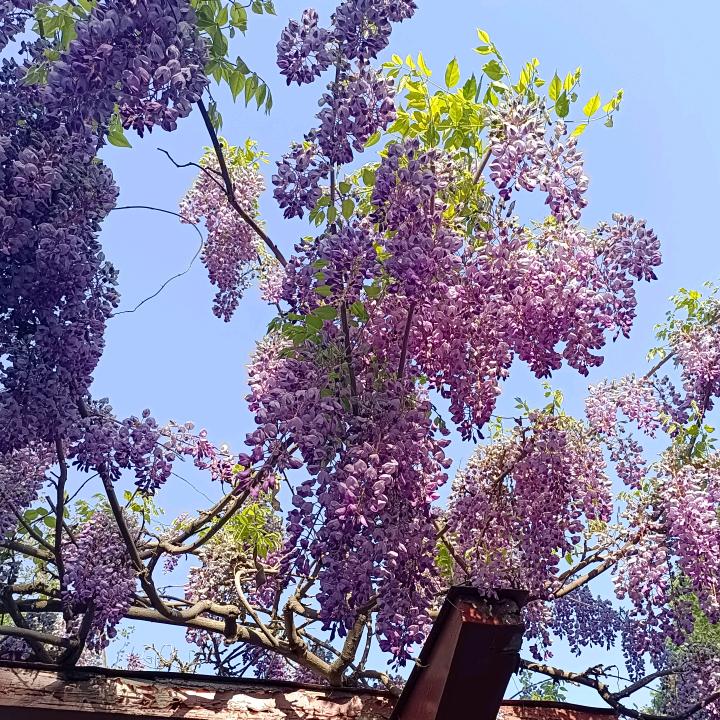 @丽儿
