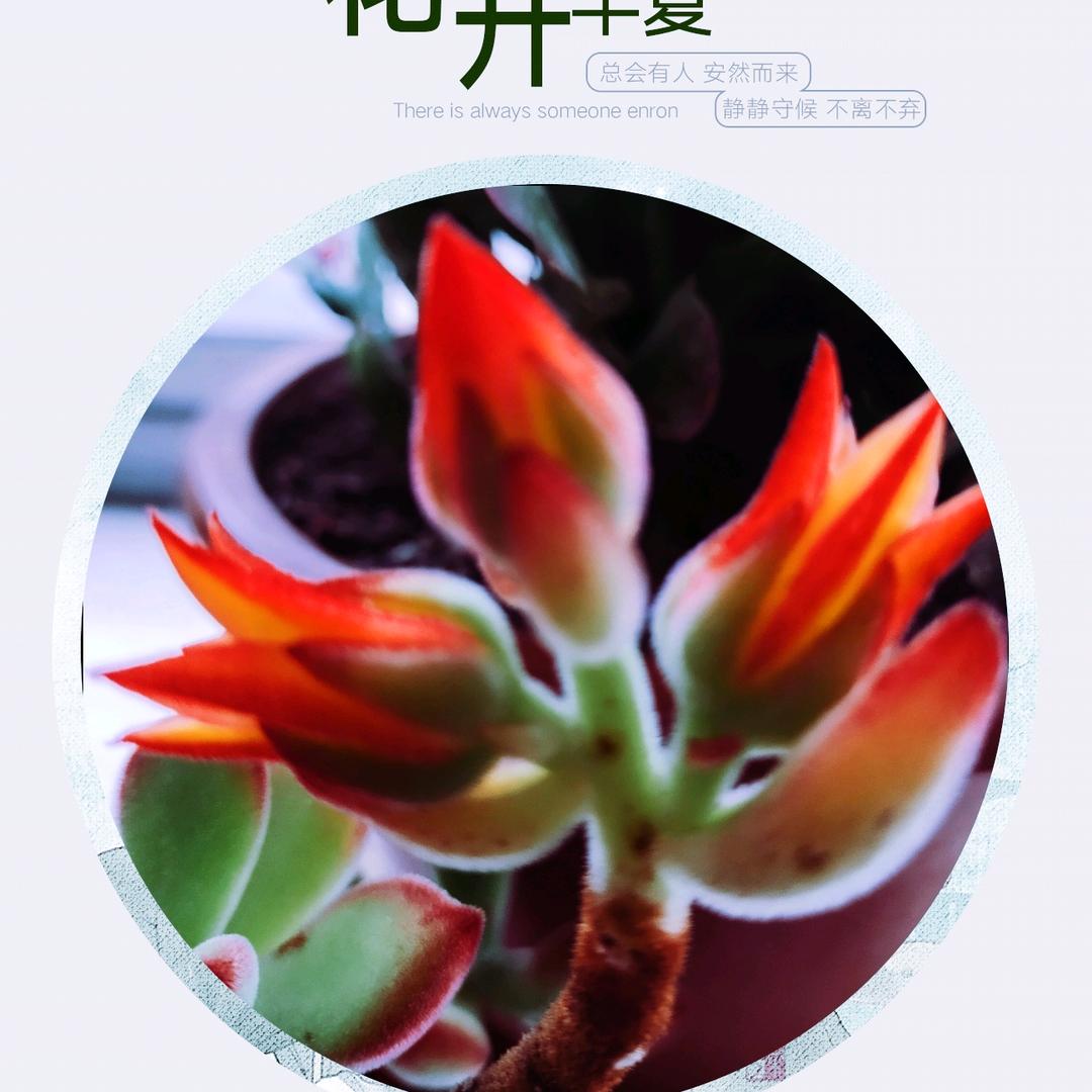 慧妹
