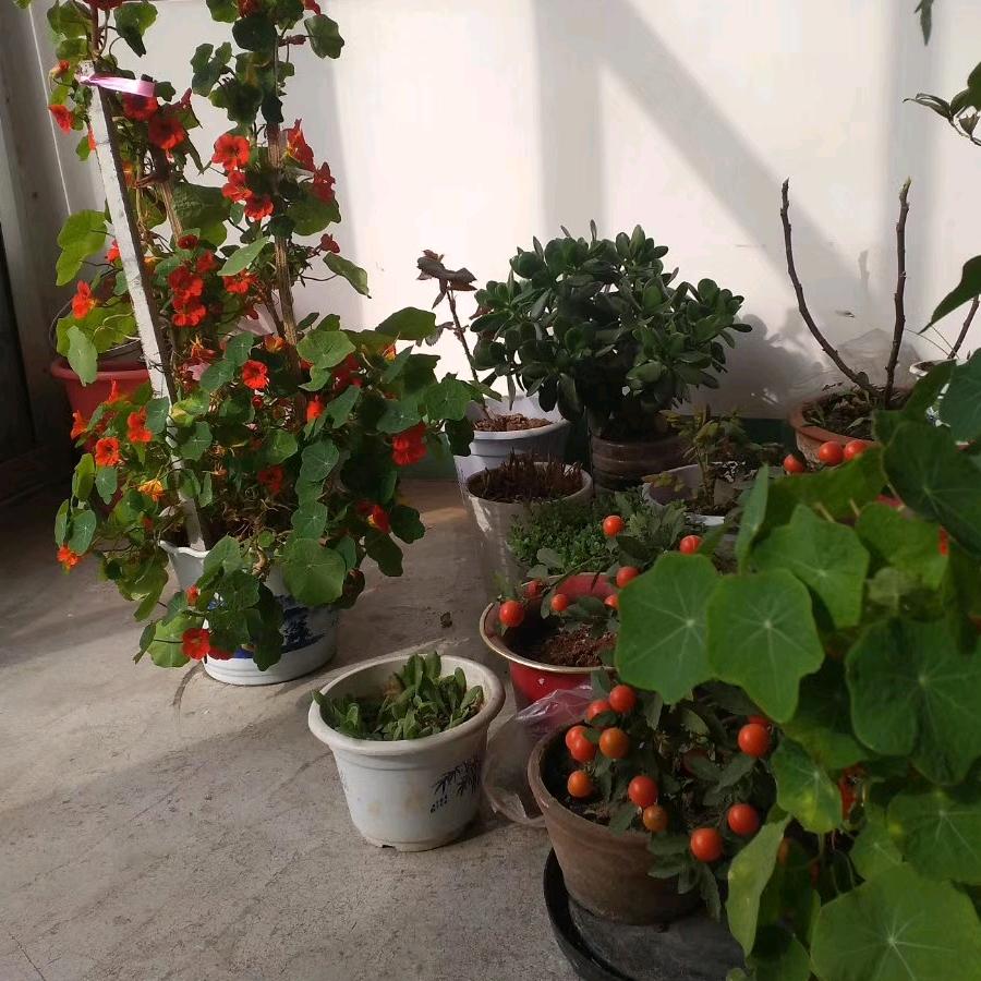 大鹏展翅