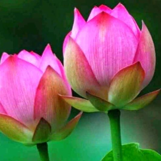 @老来娇❤七笑爷