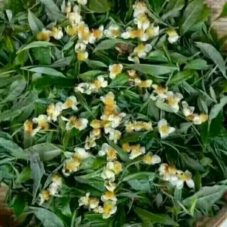 人间有爱，此情不移