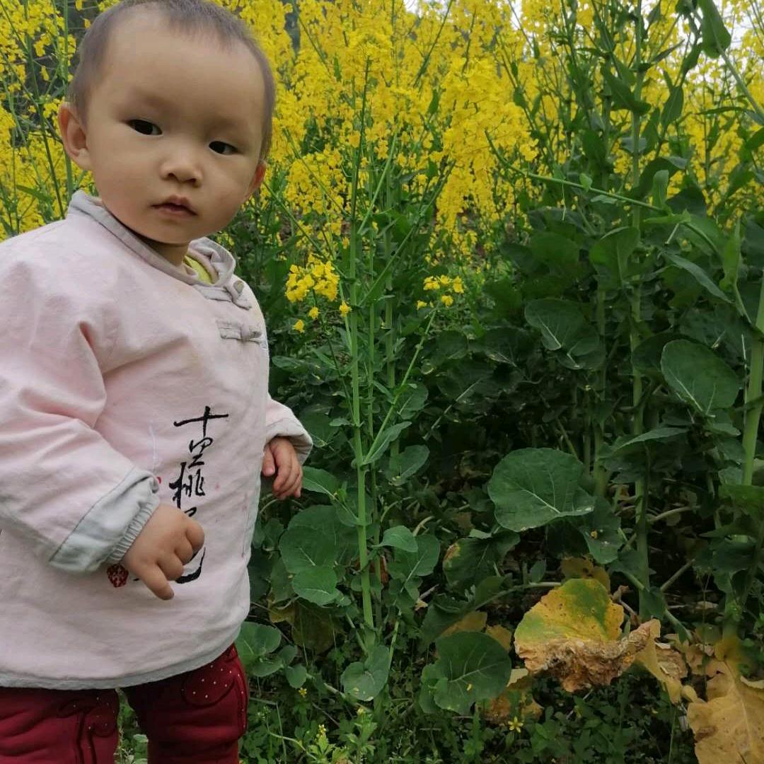 木木林