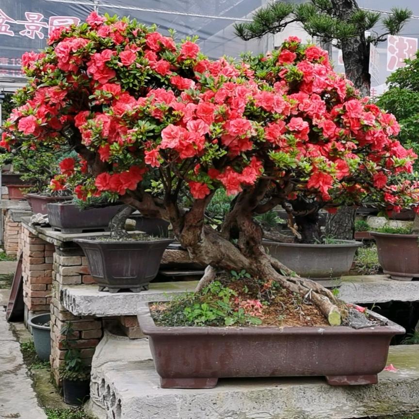 许可证