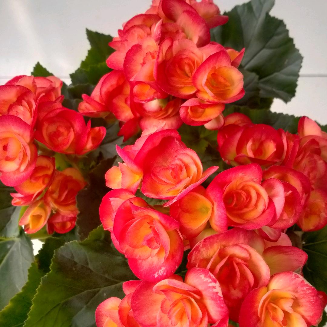 天天有个好心情