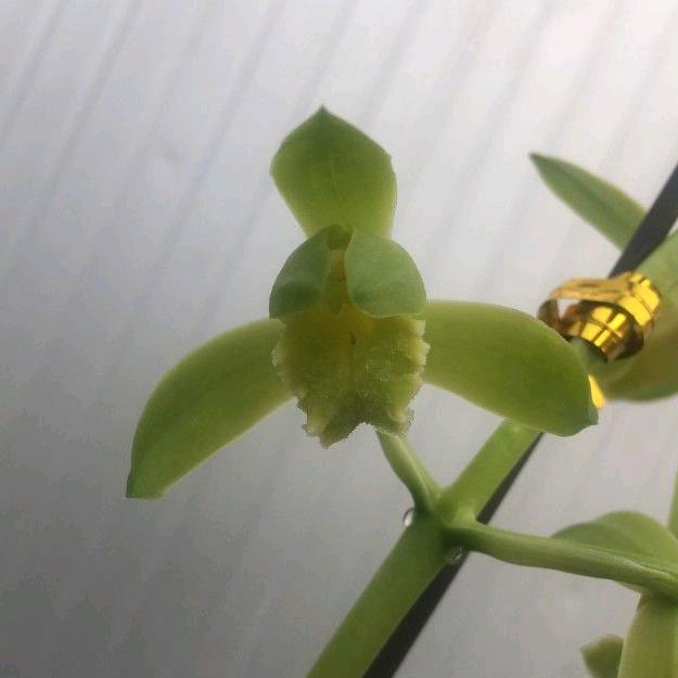 惠兰素心大王