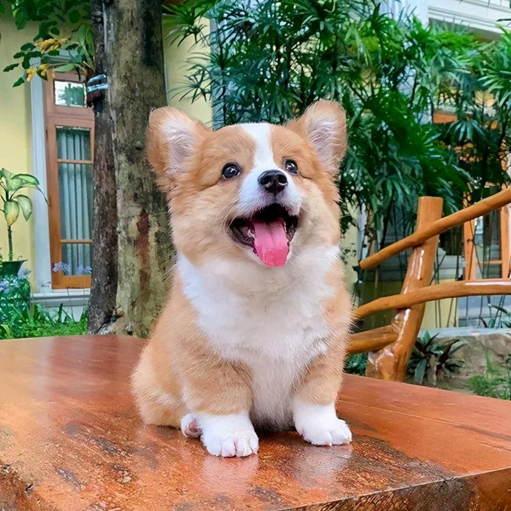 小样儿