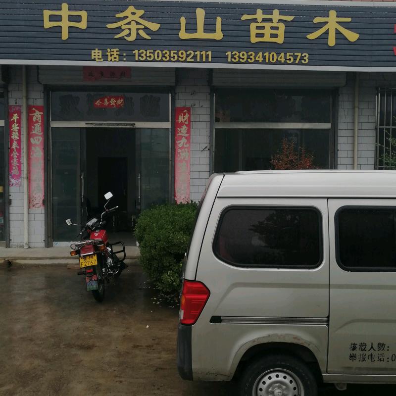 中条山苗木