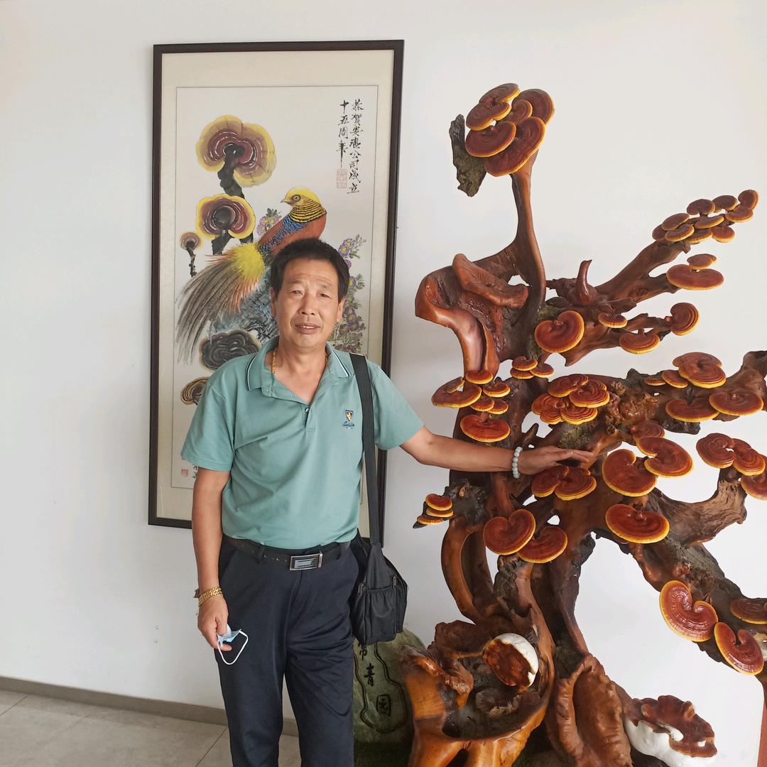 灵芝。