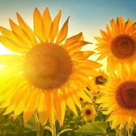 8朵向日葵🌻