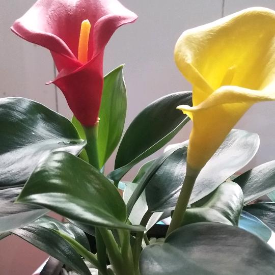 善良姐姐❤️🌹️七零后👑拒绝私聊