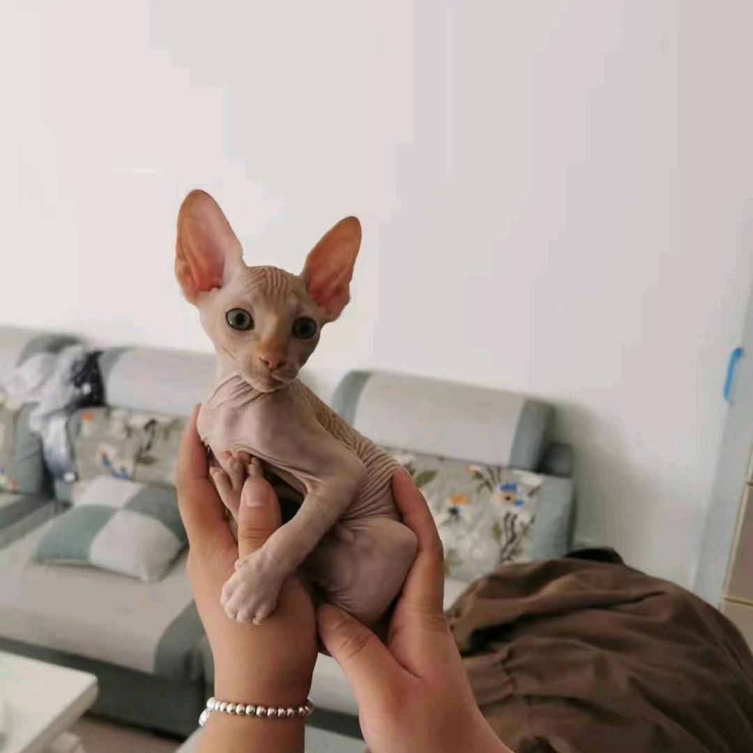 小元家的喵星人