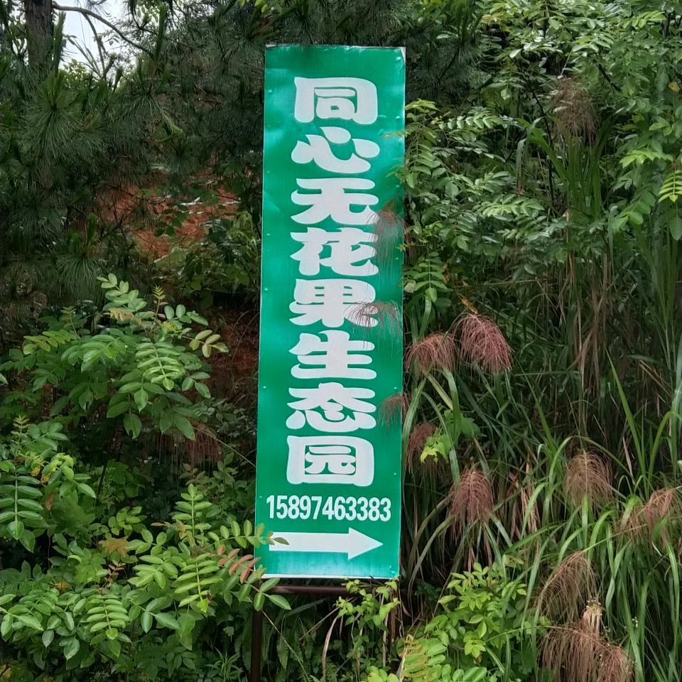 同心无花果生态园