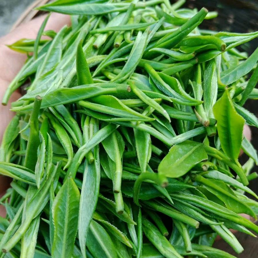 保靖黄金茶