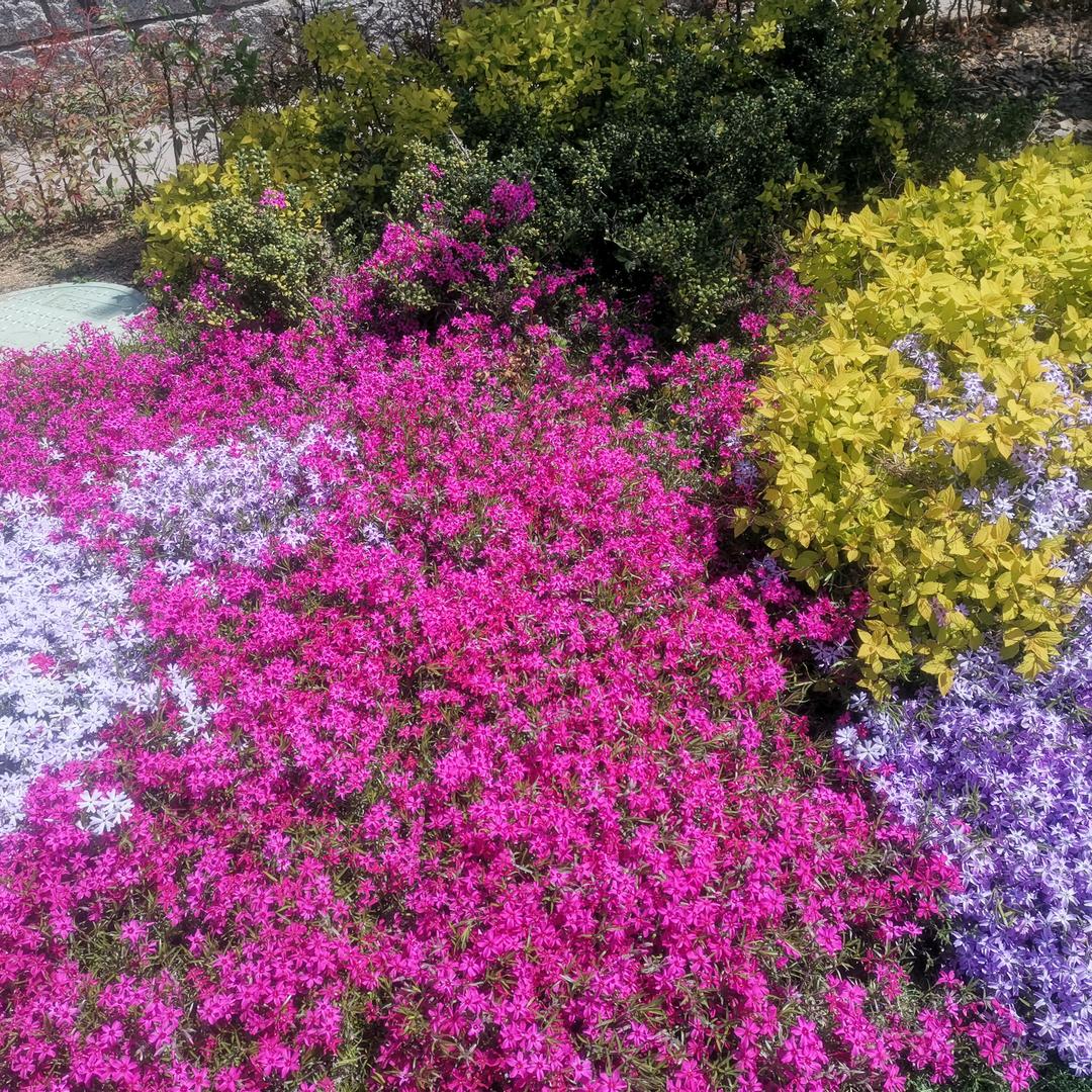 菜花