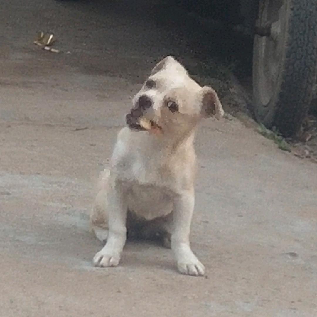 狗眼儿看爽剧