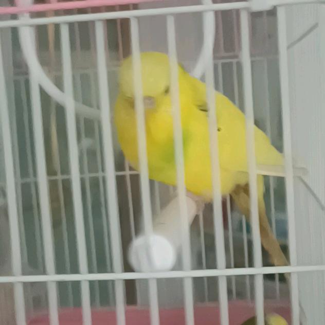 老公回來了
