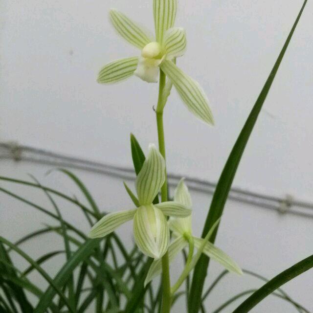 兰兰