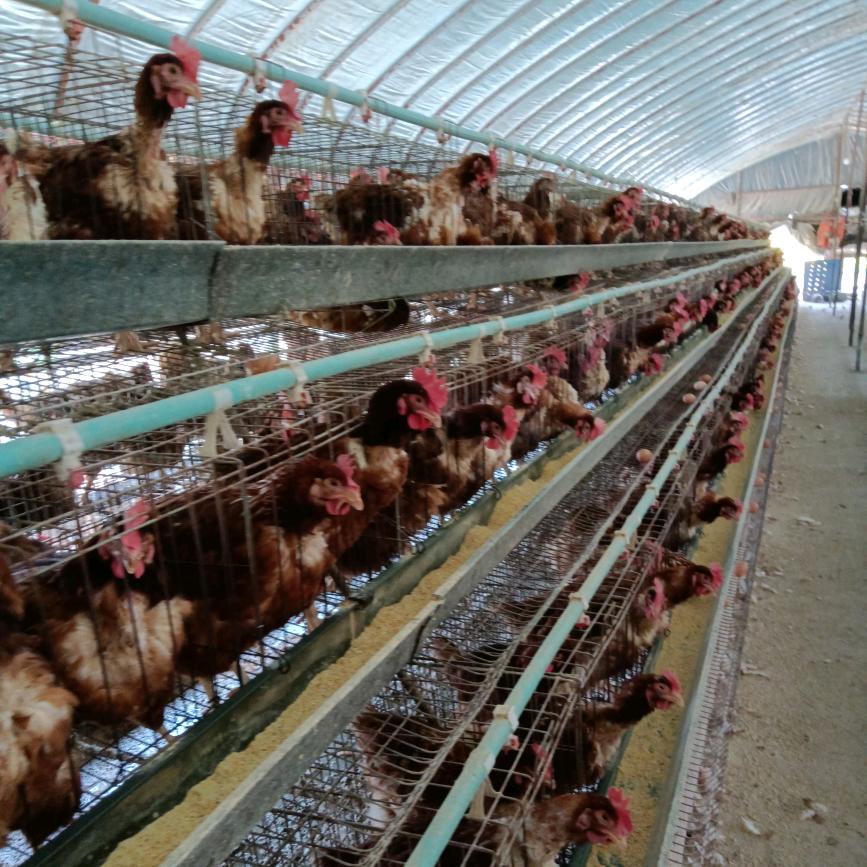 雨过天晴(●｀･(ｴ)･´●)