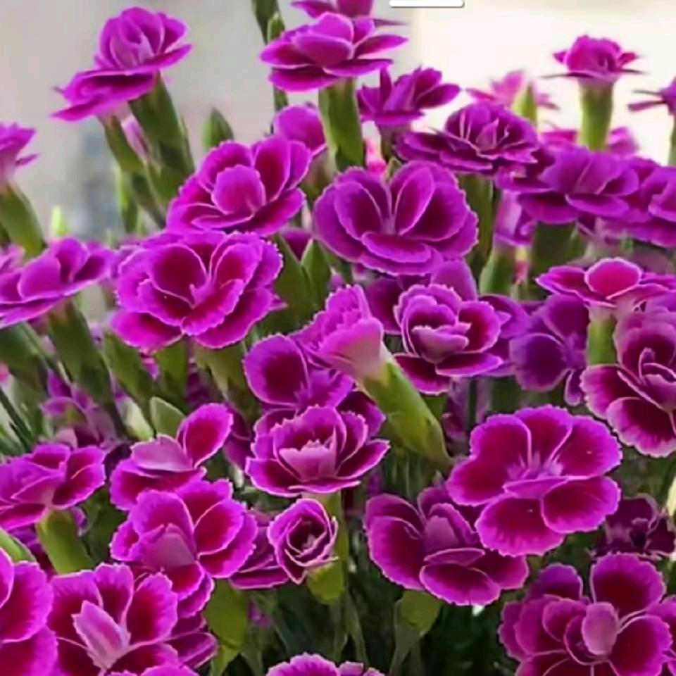 美丽的花🌸从现在开始