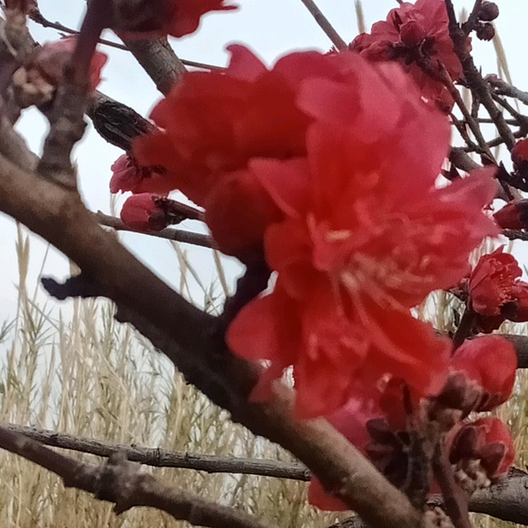 小不点