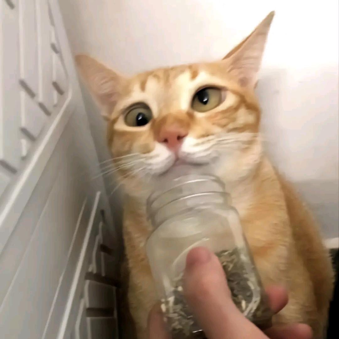 喵里嘎多