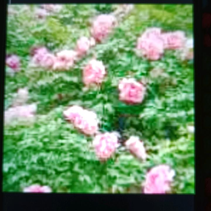 心愿