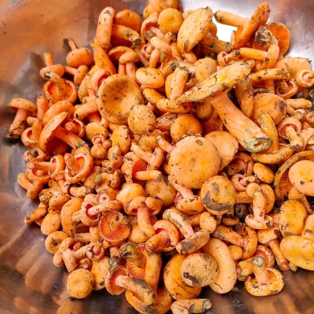 。白天不懂夜的黑咖啡不懂酒的醉